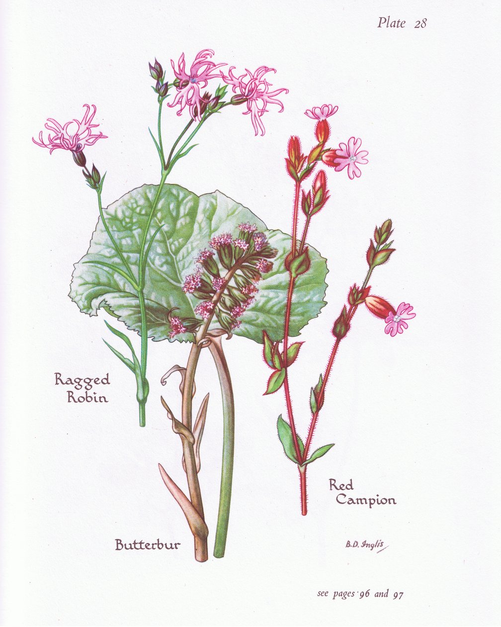 Pihlajanmarja, Ragged Robin, Red Campion, 1951 tekijältä Bessie D. Inglis