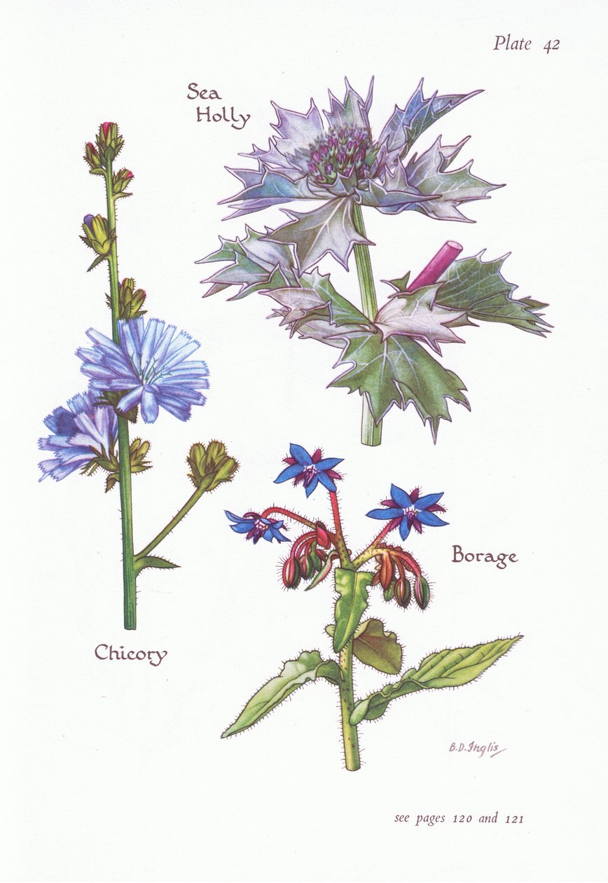 Sikuri tai sukkari, Sea Holly, Purasruoho, 1951 tekijältä Bessie D. Inglis