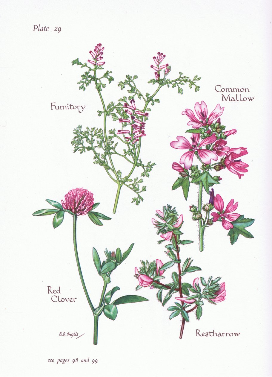 Mallow, Restharrow, Fumitory, Puna-apila, 1951 tekijältä Bessie D. Inglis