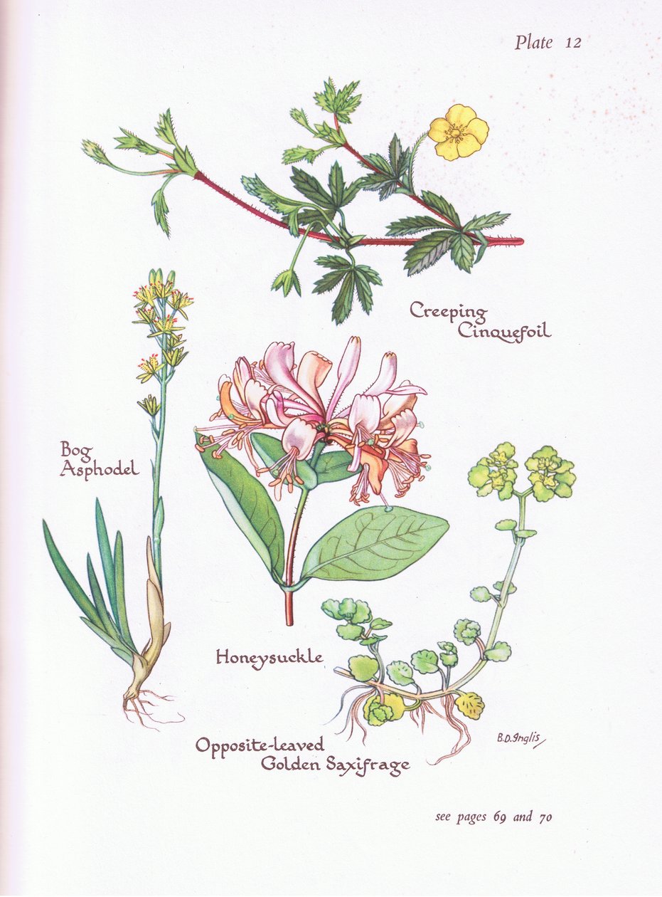Creeping Cinquefoil, Bog Asphodel, Honeysuckle tai Woodbine, vastapäätä -Leaved Golden Saxifrage, 1951 tekijältä Bessie D. Inglis