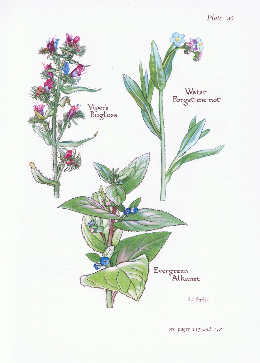 Evergreen Alkanet, Vipers Bugloss, Water Forget-Me-Not, 1951 tekijältä Bessie D. Inglis