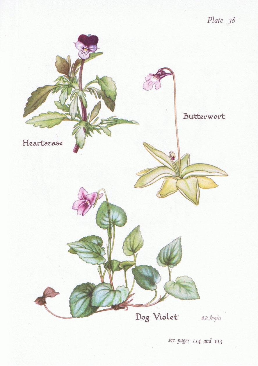 Heartsease, Dog Violet, Butterwort, 1951 tekijältä Bessie D. Inglis
