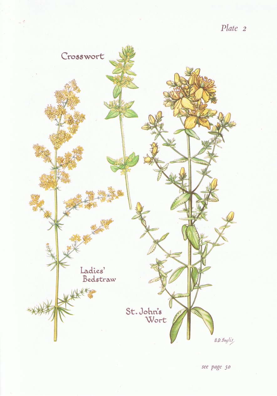 Ladies Bedstraw, Crosswort, St Johns Wort, 1951 tekijältä Bessie D. Inglis