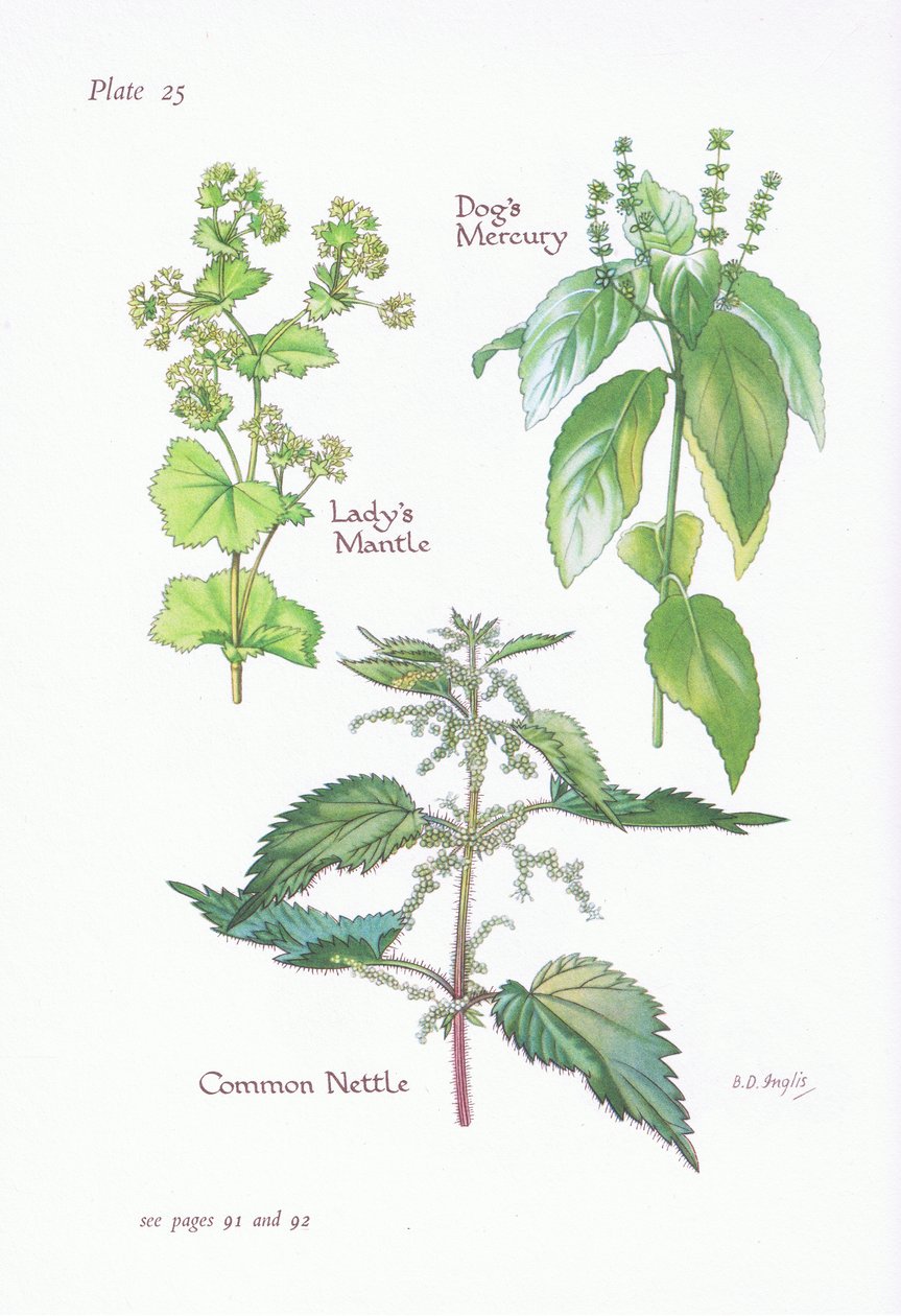 Neitokaisen vaippa, koirien elohopea, nokkonen, 1951 tekijältä Bessie D. Inglis