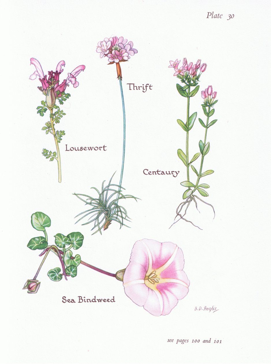Lousewort, Thrift tai Sea Pink, Centaury, Sea Bindweed, 1951 tekijältä Bessie D. Inglis