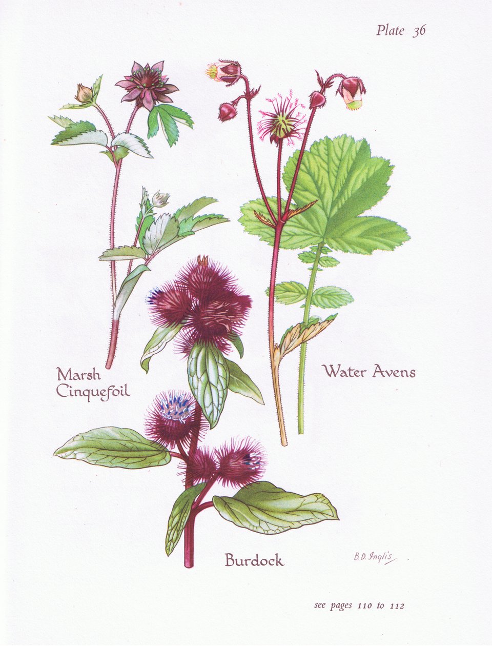 Marsh Cinquefoil, Burdock, Water Avens, 1951 tekijältä Bessie D. Inglis