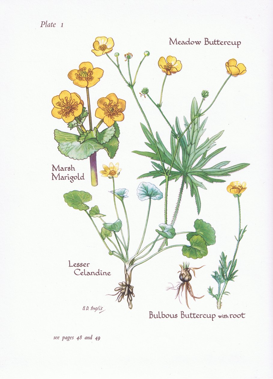 Marsh Marigold, Lesser Celandine, Meadow Buttercup, Bulbous Buttercup, 1951 tekijältä Bessie D. Inglis