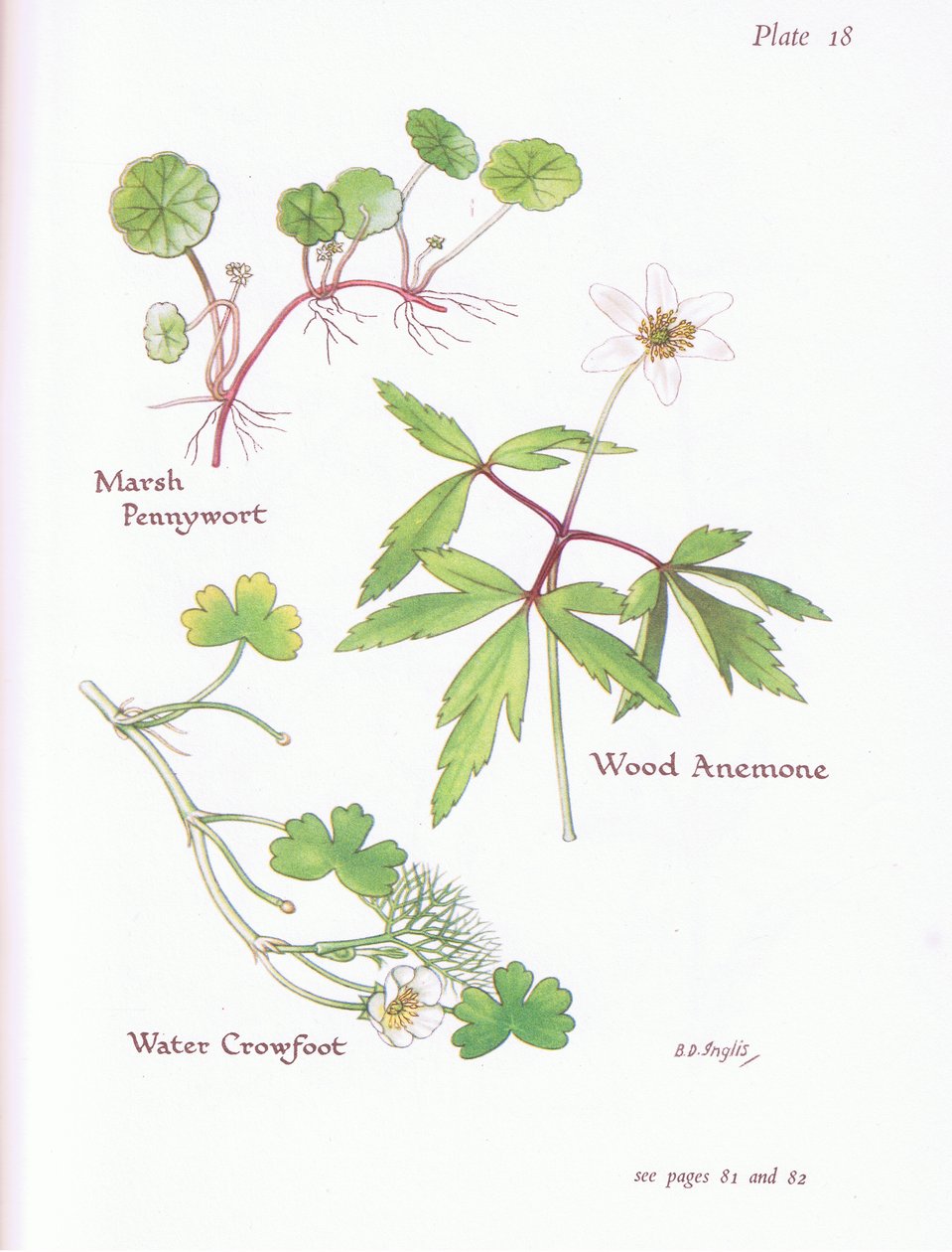 Marsh Pennywort, Wood Anemone, Water Crowfoot, 1951 tekijältä Bessie D. Inglis