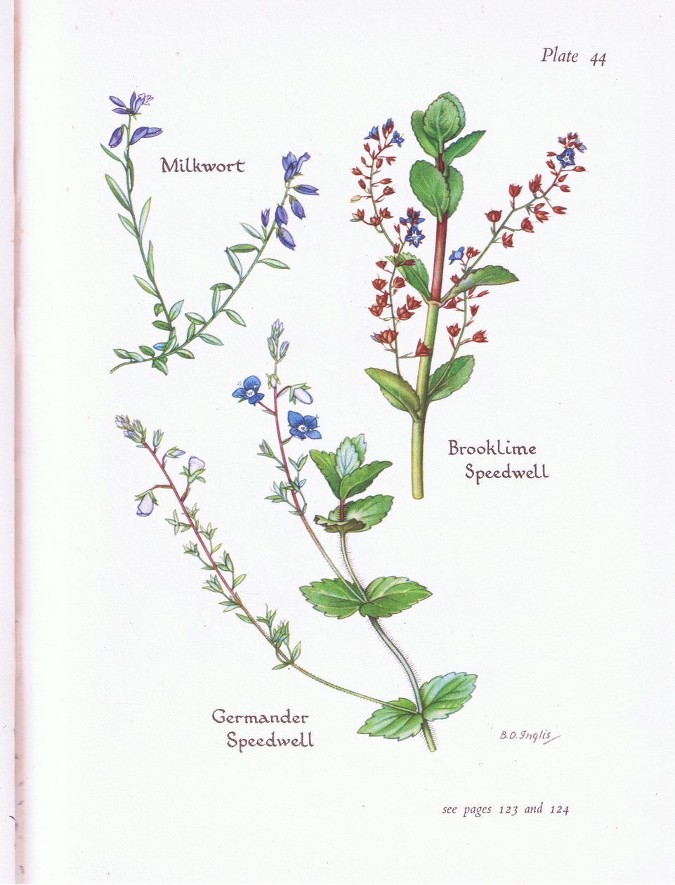 Milkwort, Brooklime, Speedwell, Germander Speedwell tekijältä Bessie D. Inglis
