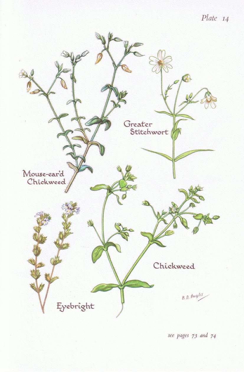 Hiirenkorvainen tukkosirkka, iso stitchwort, sipuli, Eyebright, 1951 tekijältä Bessie D. Inglis