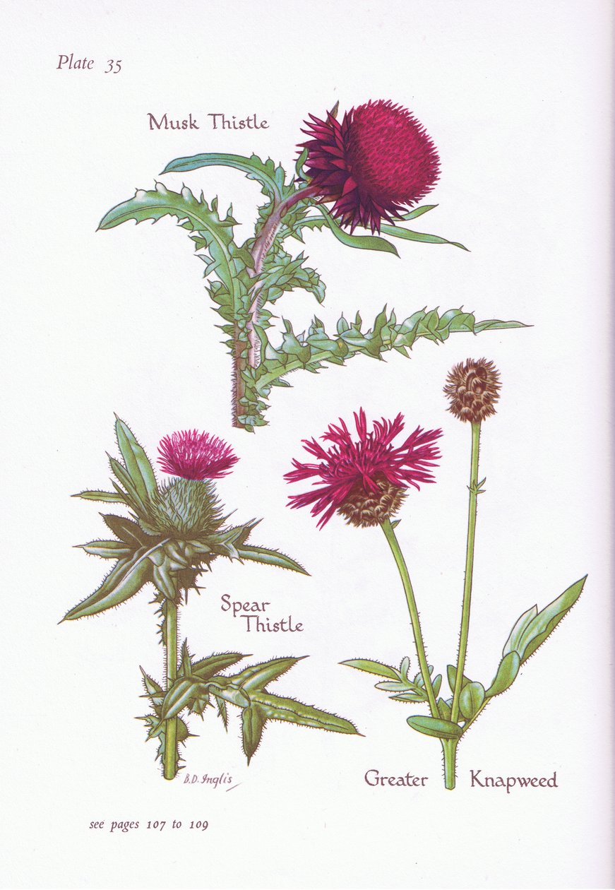 Musk Thistle, Spear Thistle, Greater Knapweed, 1951 tekijältä Bessie D. Inglis