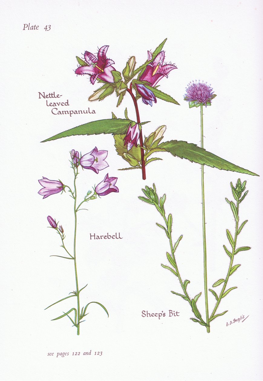 Nettle-Leaved Campanula, Harebell, Sheeps Bit, 1951 tekijältä Bessie D. Inglis