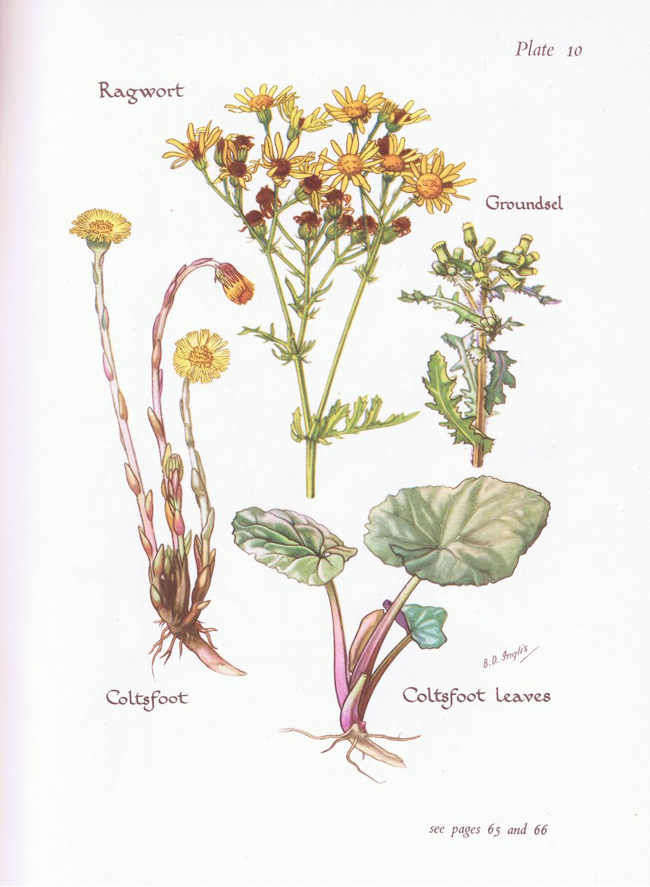 Ragwort, Groundsel, Coltsfoot, 1951 tekijältä Bessie D. Inglis