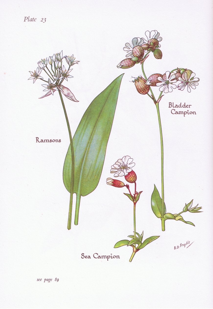 Ramsons, Bladder Campion, Sea Campion, 1951 tekijältä Bessie D. Inglis