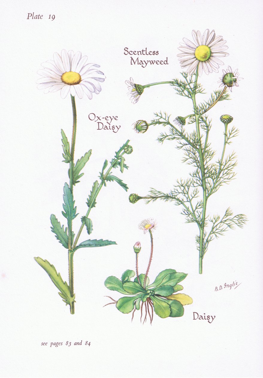 Tuoksuton Mayweed, Daisy, Ox-Eye Daisy, 1951 tekijältä Bessie D. Inglis