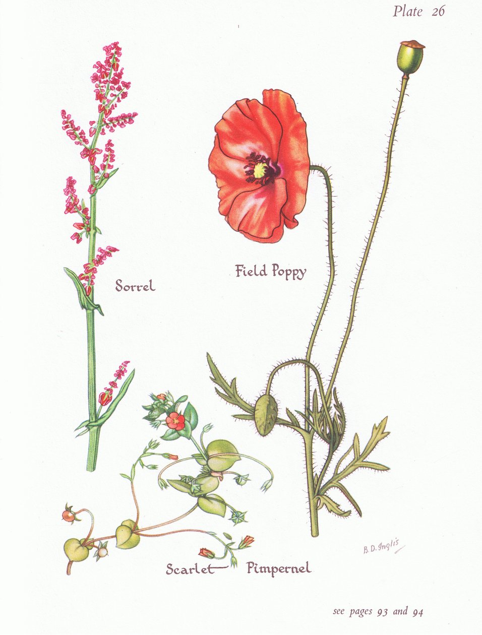Sorrel, Scarlet Pimpernel, Unikko, 1951 tekijältä Bessie D. Inglis