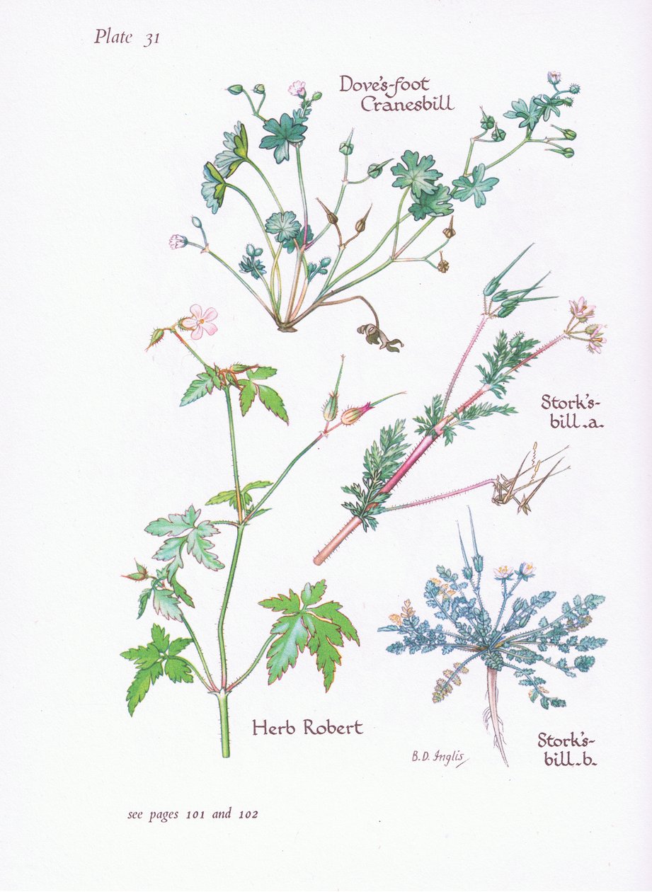 Storks Bill, Doves Foot, Cranesbill, Herb Robert, 1951 tekijältä Bessie D. Inglis