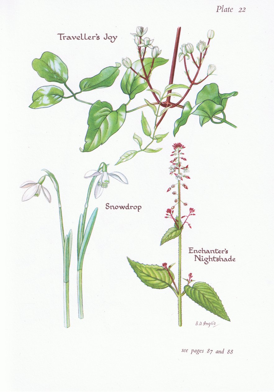 Travellers Joy, Enchanters Nightshade, Lumikello, 1951 tekijältä Bessie D. Inglis
