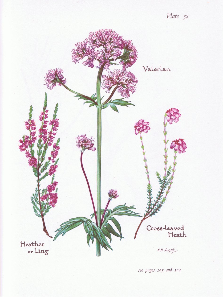 Valerian, Heather tai Ling, Cross Leaved Heath, 1951 tekijältä Bessie D. Inglis