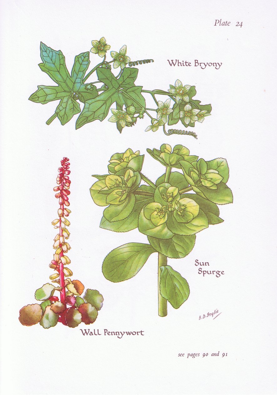 White Bryony, Sun Spurge, Wall Pennywort, 1951 tekijältä Bessie D. Inglis