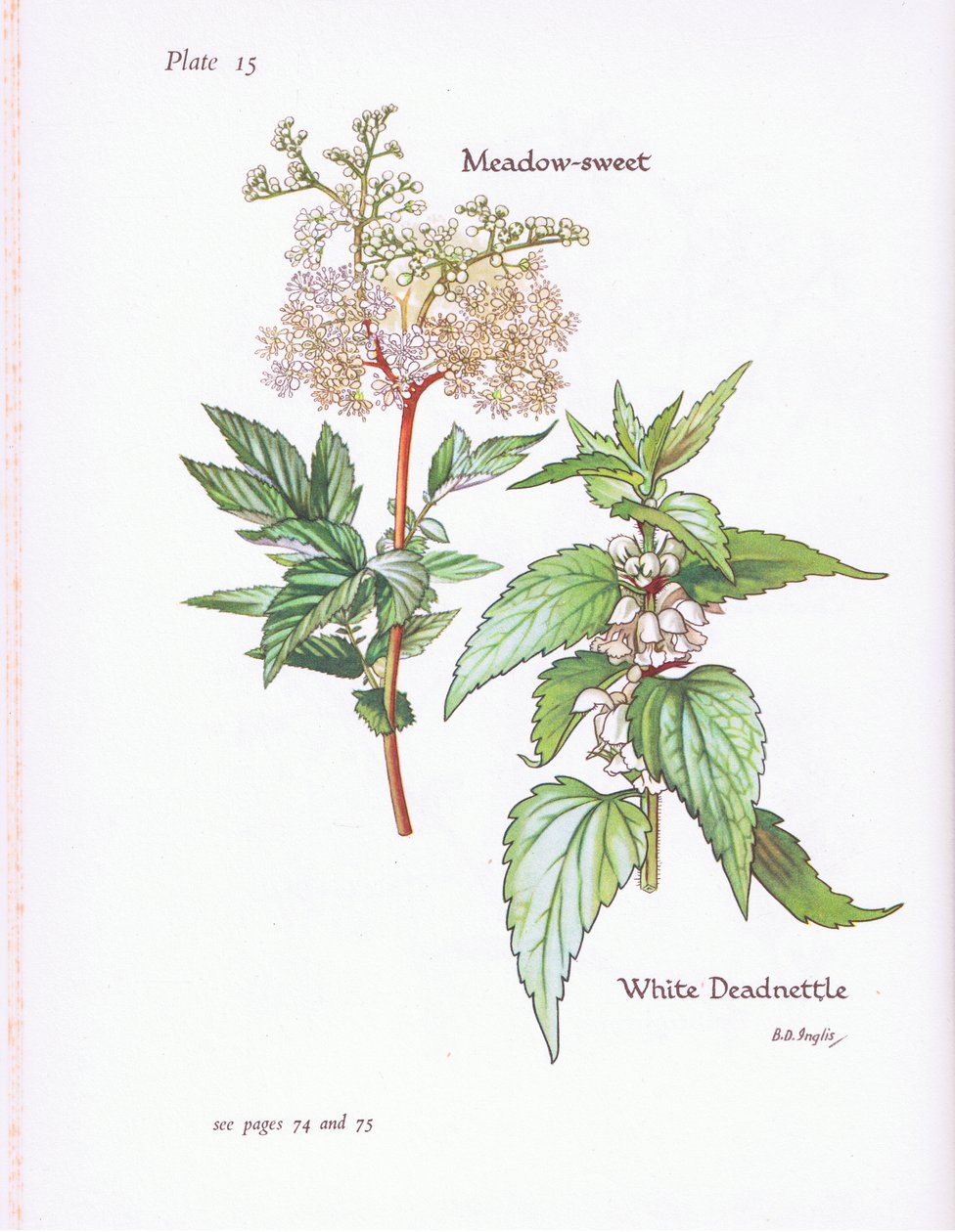 White Deadnettle, Meadow Sweet, 1951 tekijältä Bessie D. Inglis
