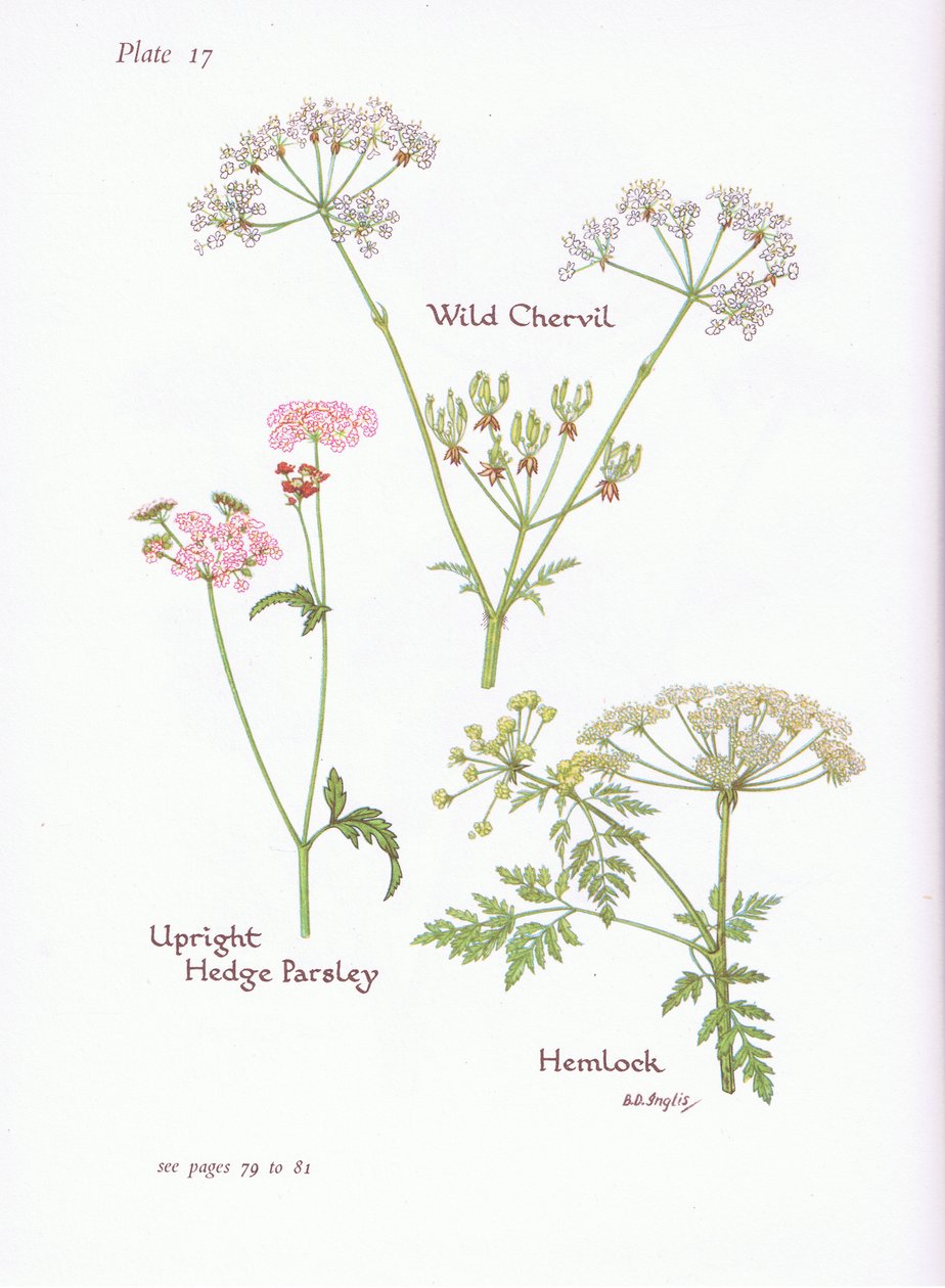 Wild Chevril, Hemlock, Upright Hedge Persley, 1951 tekijältä Bessie D. Inglis