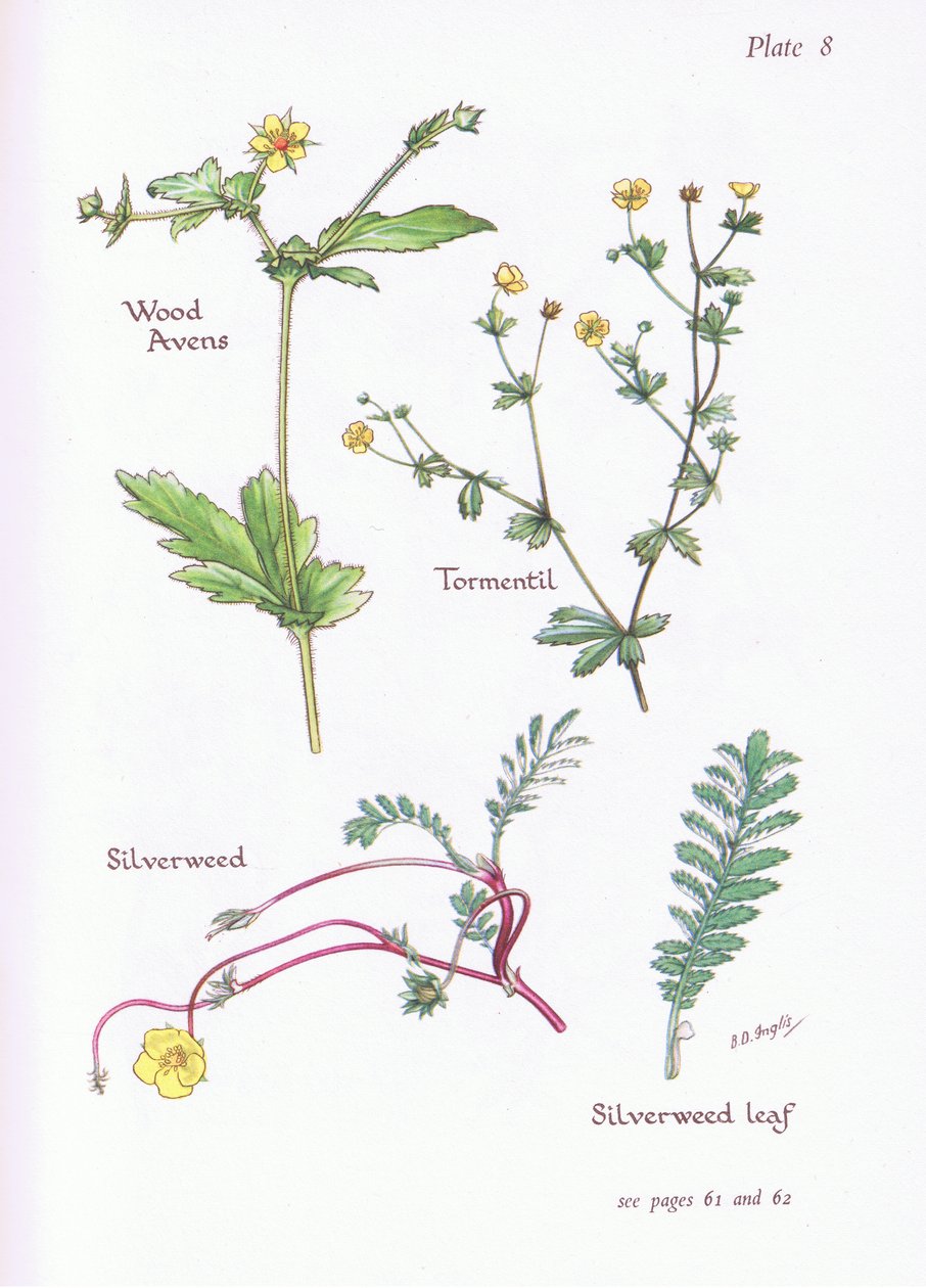 Wood Avens, Tormentil, Silverweed, 1951 tekijältä Bessie D. Inglis