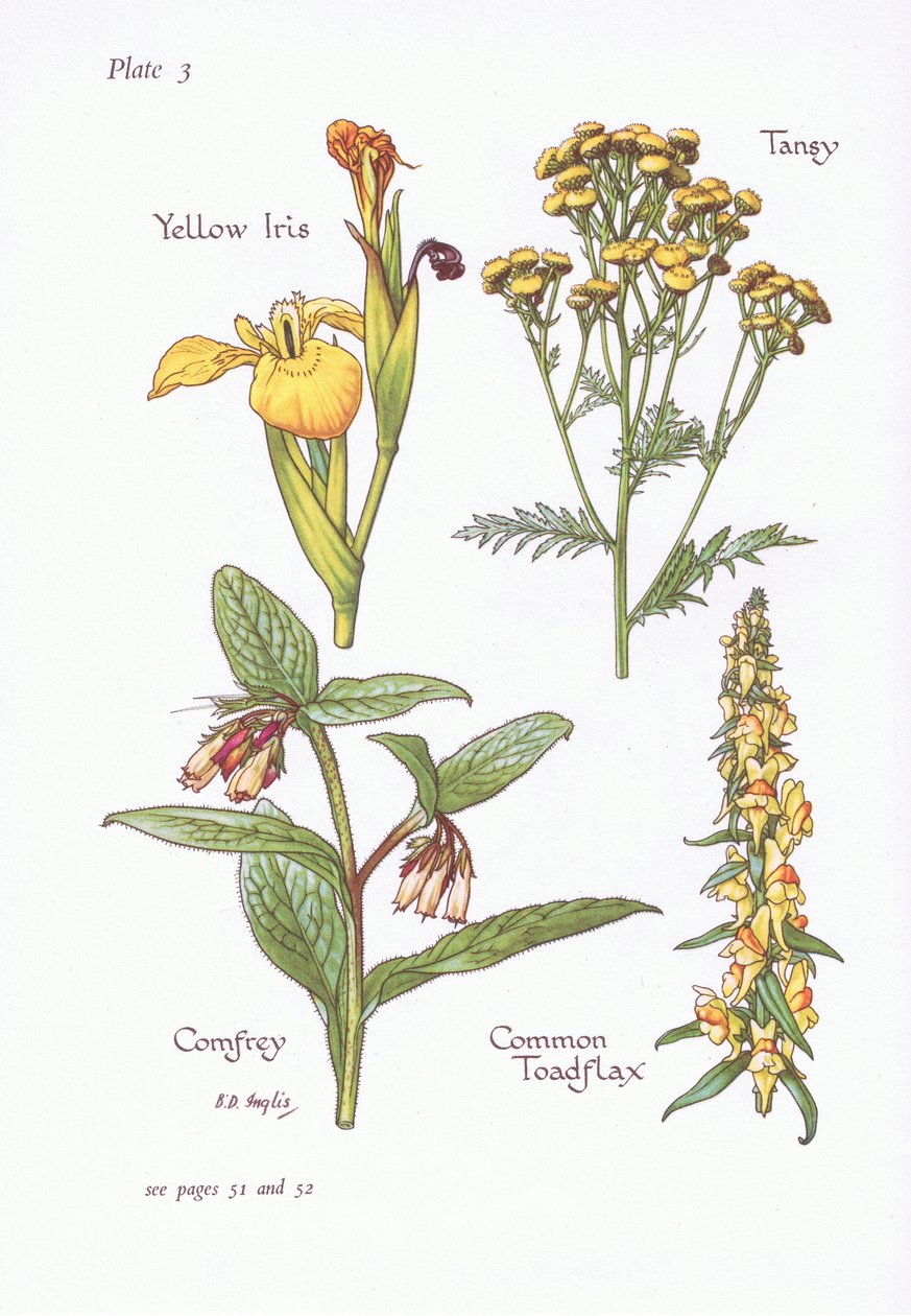 Yellow Iris, Tansy, Comfrey, Common Toadflax, 1951 tekijältä Bessie D. Inglis