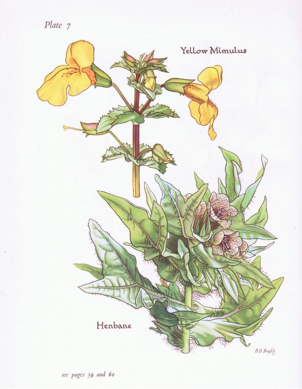 Keltainen Mimulus, Henbane, 1951 tekijältä Bessie D. Inglis
