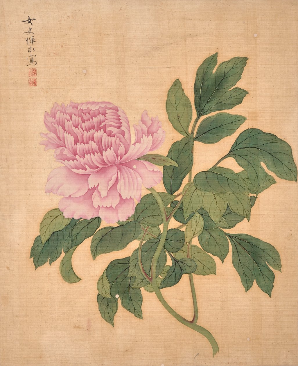 Pioni albumista Album of Flowers (tussi ja väri silkille) tekijältä Bing Yun