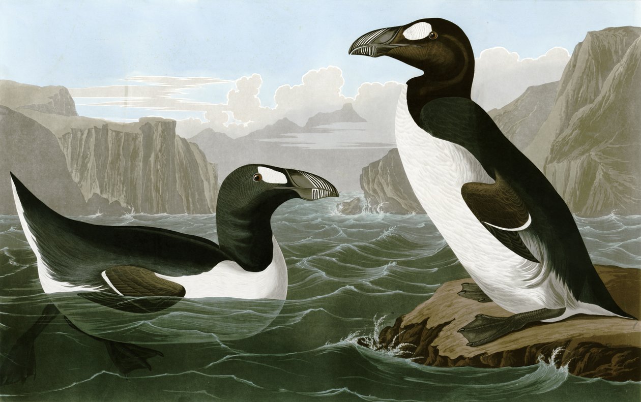Hieno Auk tekijältä Bird Artist of America. John James Audubon