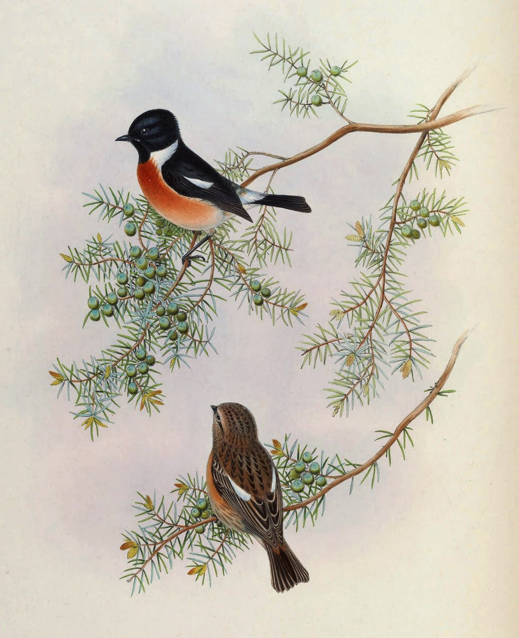 Saxicola marus indicus, Juniperus formosanalla. Aasian linnuista (John Gould), osa 4 tekijältä BirdsAsiaJohnGoIVGoul_0144.jpg