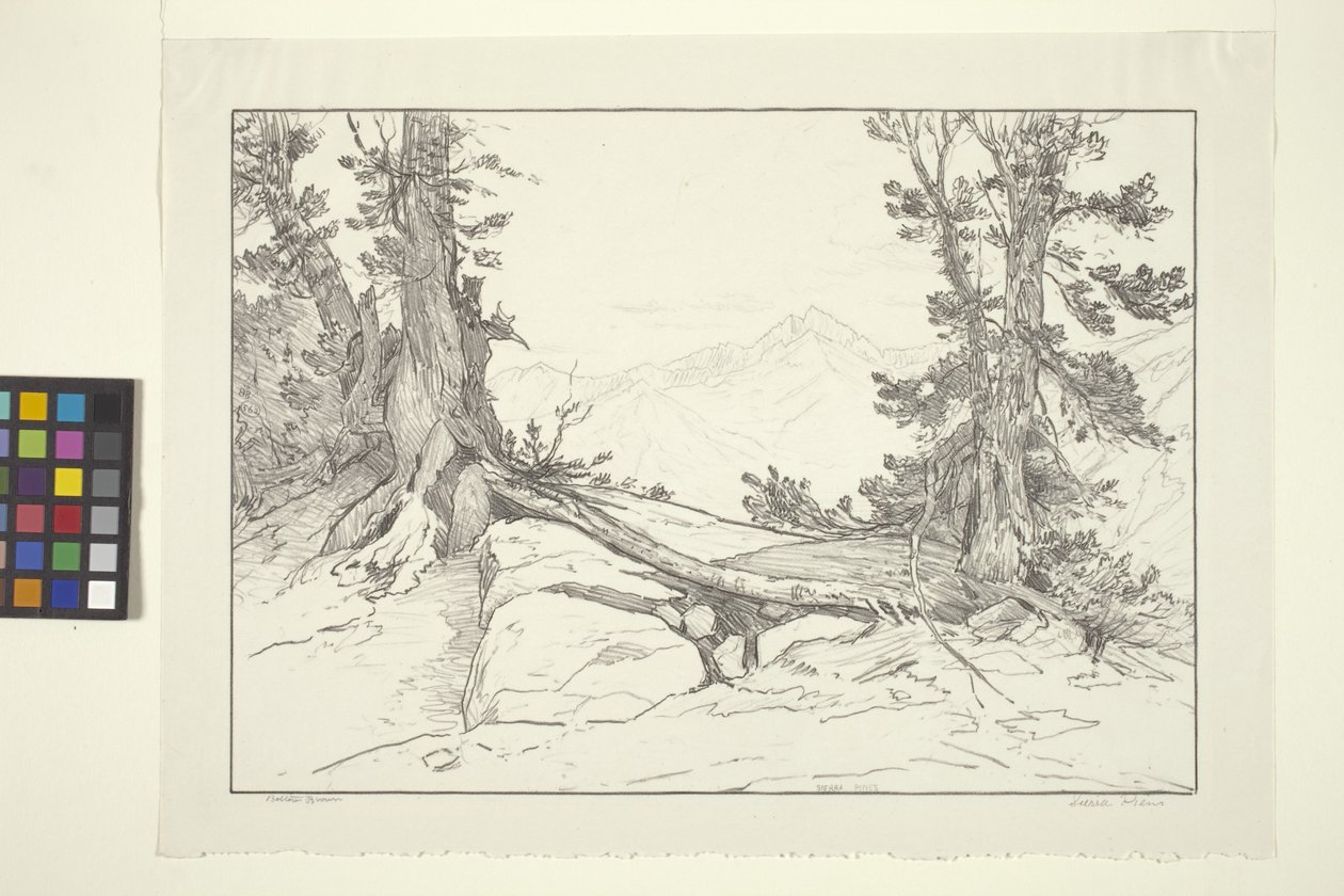 Sierra Pines (muste paperille) tekijältä Bolton Coit Brown