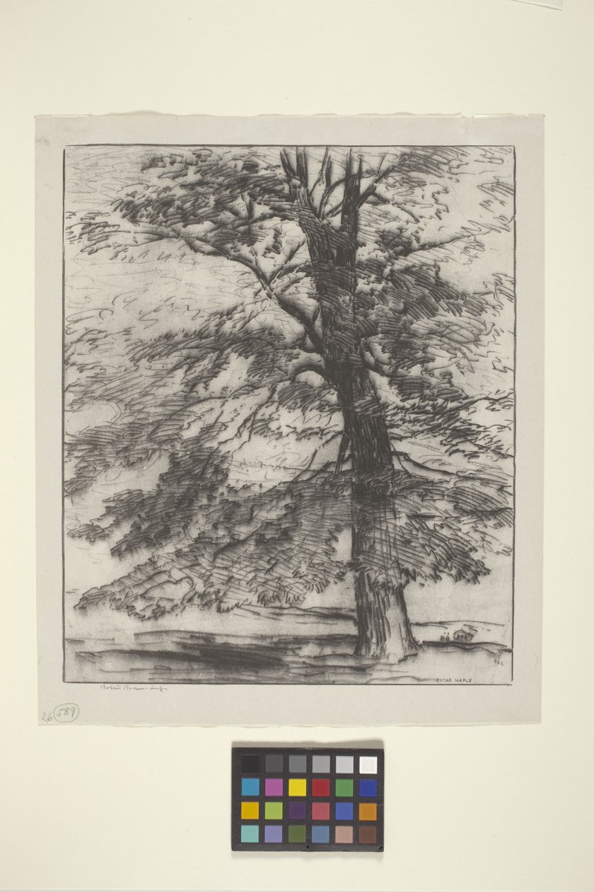 Sugar Maple (muste paperille) tekijältä Bolton Coit Brown