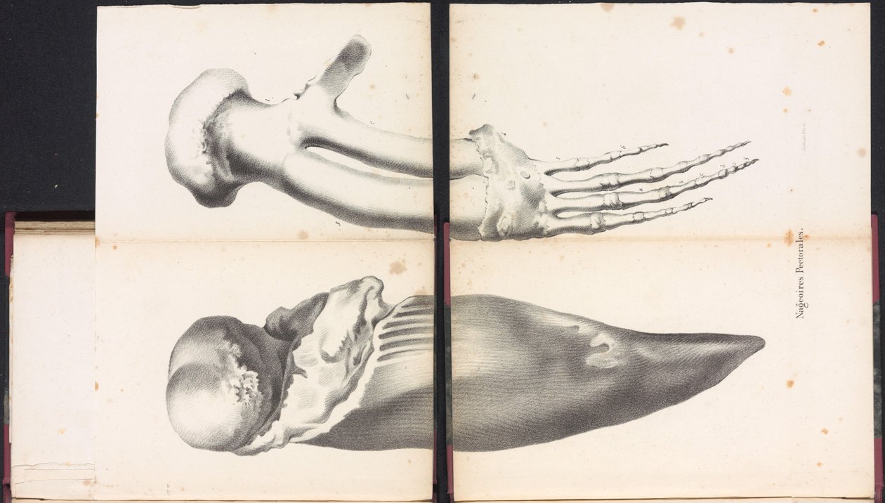 Valaan rintaevät, 1827 Nageoires Pectorales (otsikko esineessä) tekijältä Bossuet