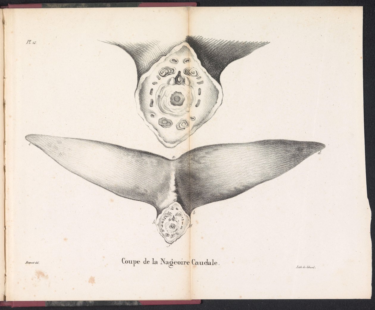 Poikkileikkaus valaan hännän evästä, 1827 Coupe de la Nageoire Caudale (nimi esineessä) tekijältä Bossuet