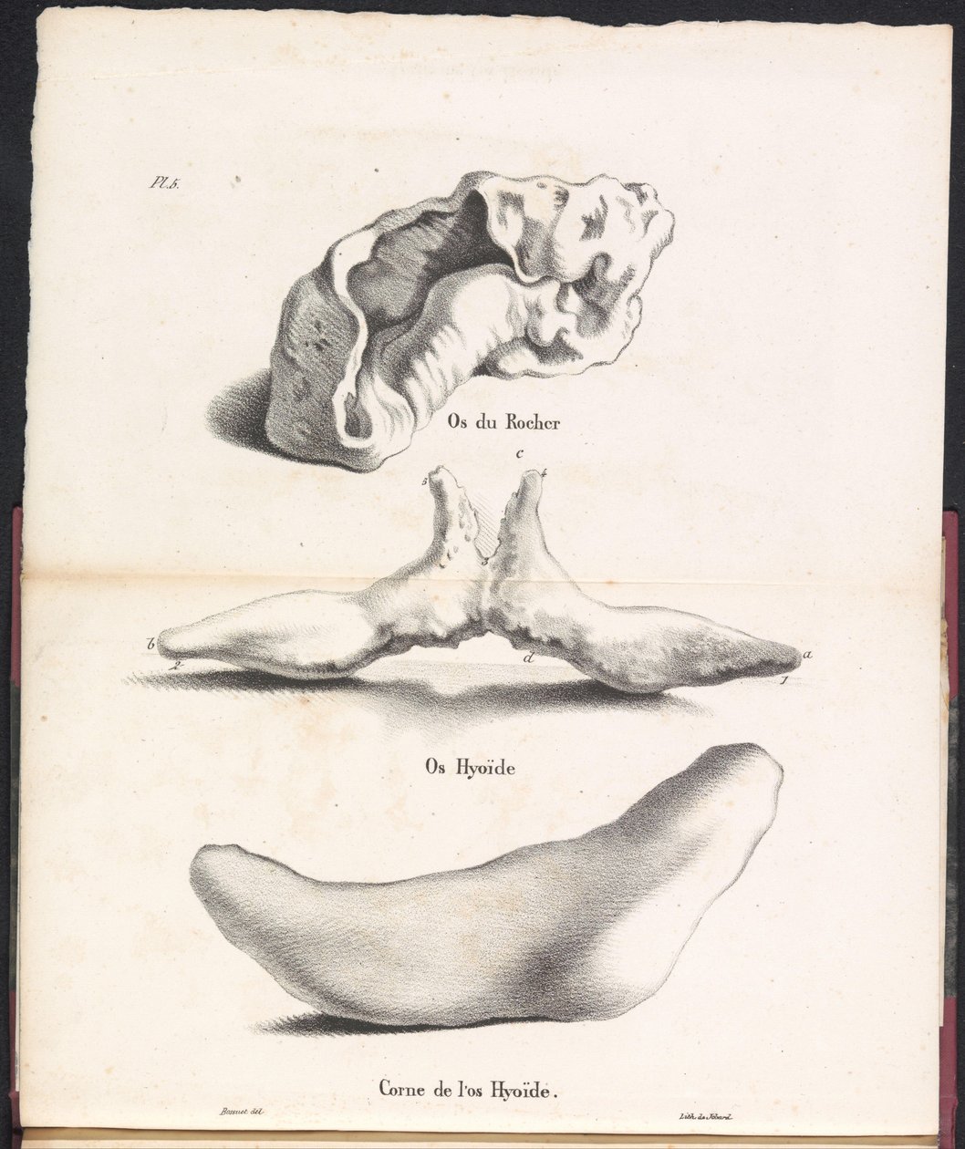 Kolme osaa valaan hyoidiluusta, 1827 Os du Rocher / Os Hyoid / Corne de l