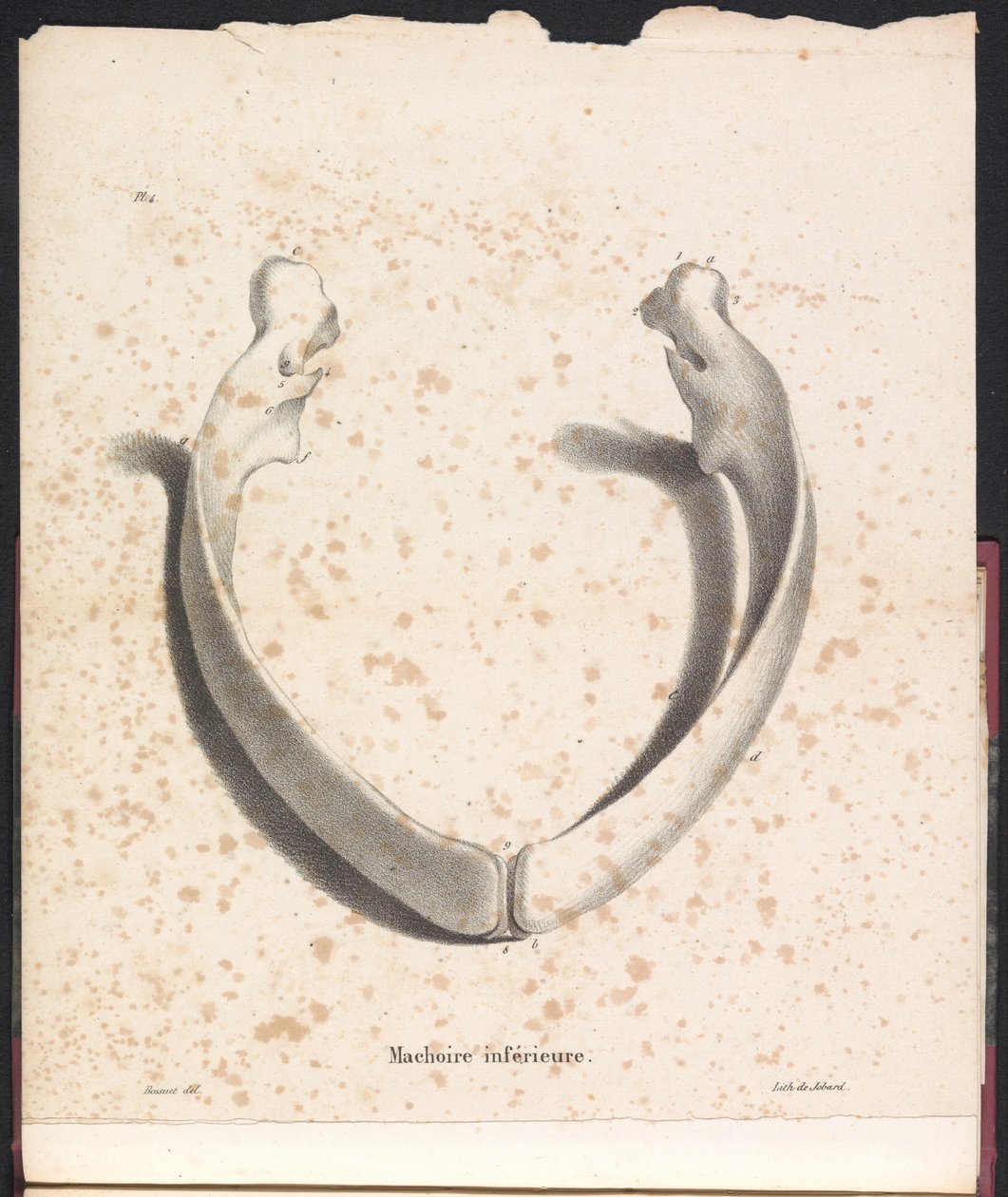 Valaan alaleuka, 1827 Machoire inferior (nimi esineessä) tekijältä Bossuet