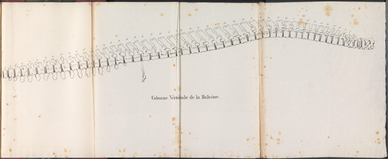 Valaan selkäranka, 1827 Colonne Vertébrale de la Baleine (otsikko esineessä) tekijältä Bossuet