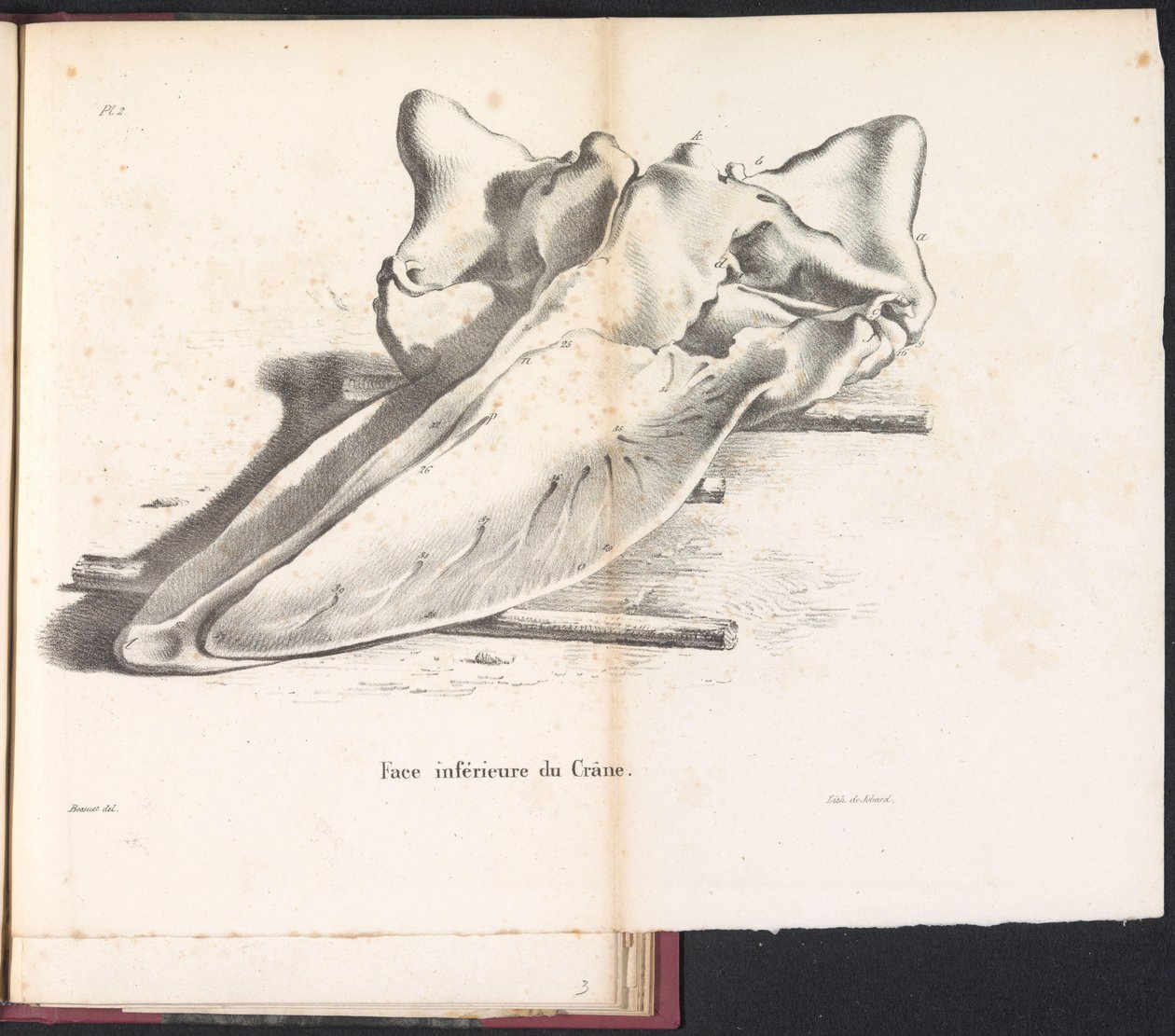 Schedel van de walvis, 1827 Pääkallon alapuoli (otsikko esineessä) tekijältä Bossuet
