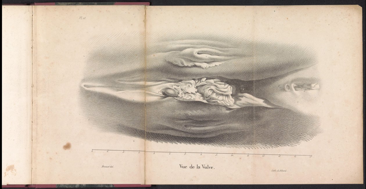 Valaan naisten sukupuolielimet, 1827 Vue de la Vulve (otsikko esineessä) tekijältä Bossuet