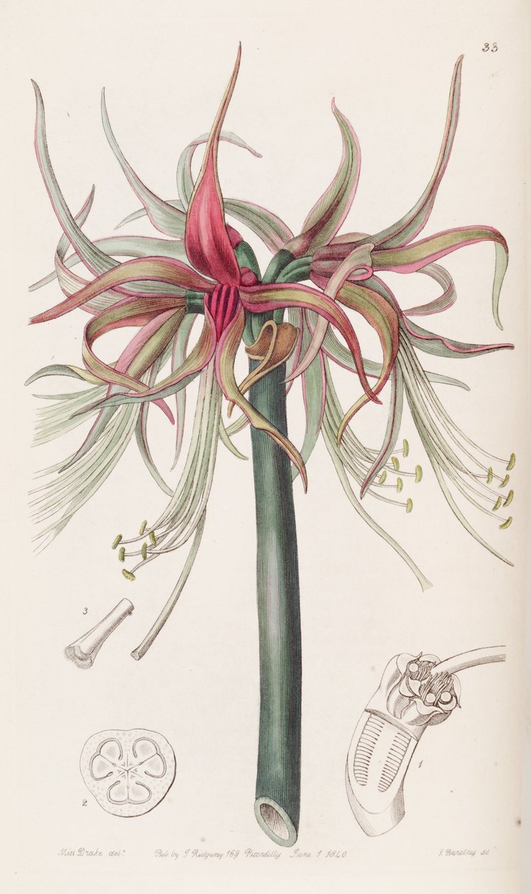 Hippeastrum -kysteri tekijältä Botanical Register
