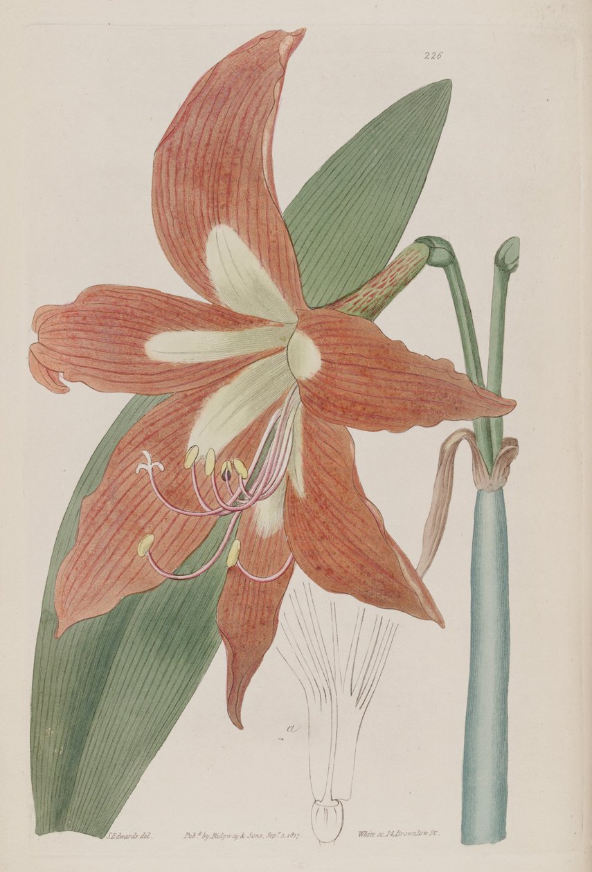 Hippeastrum striatum tekijältä Botanical Register