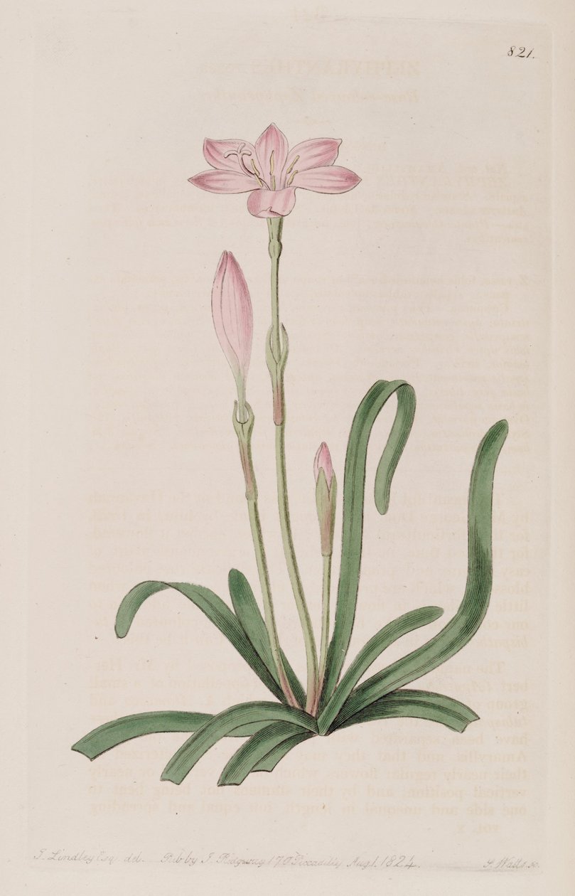 Zephyranthes rosea tekijältä Botanical Register