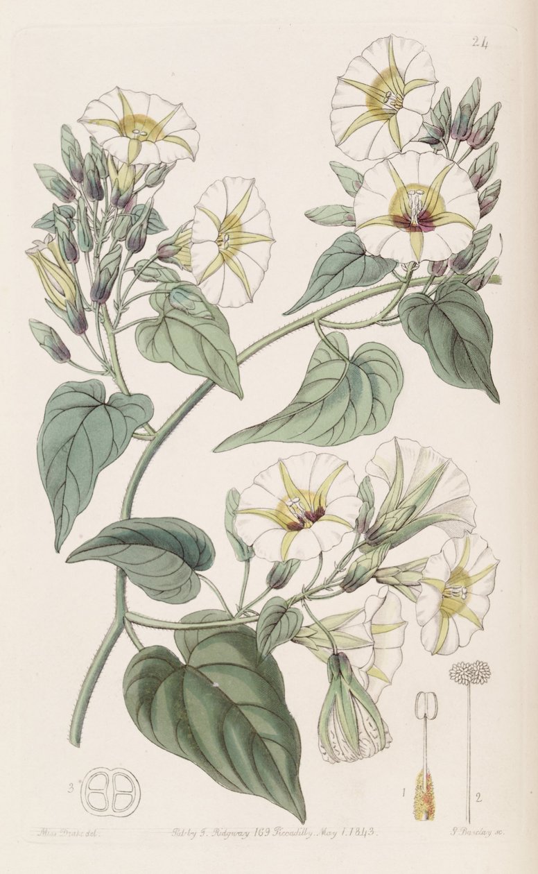 Merremia umbellata tekijältä Botanical Register