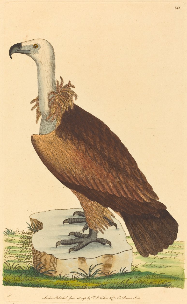 Alppikorppikotka tekijältä British 18th Century