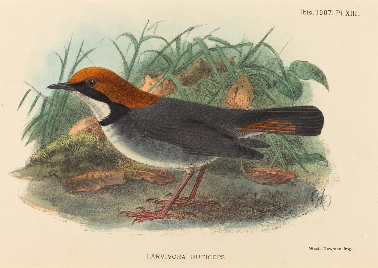 Lintu (Larvivora Ruficeps) tekijältä British 19th Century