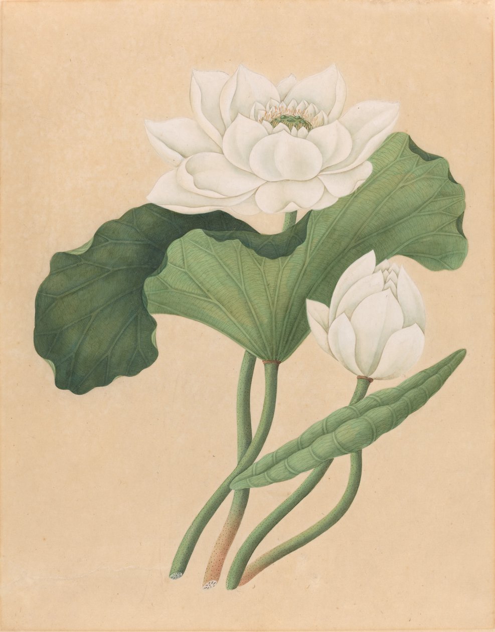 Itä-Intian lootus (Nelumbo nucifera) tekijältä British 19th Century
