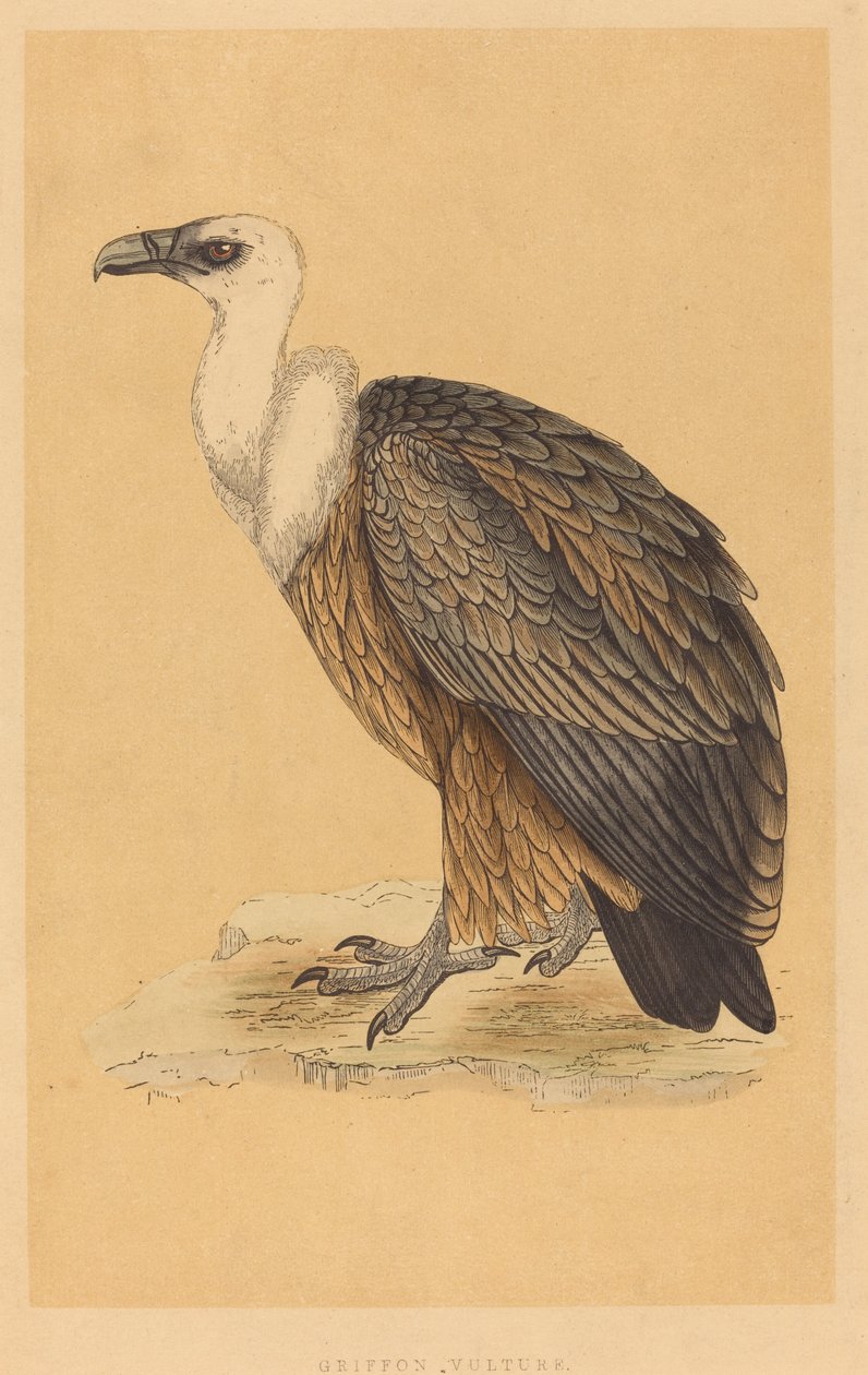 Griffon Vulture tekijältä British 19th Century