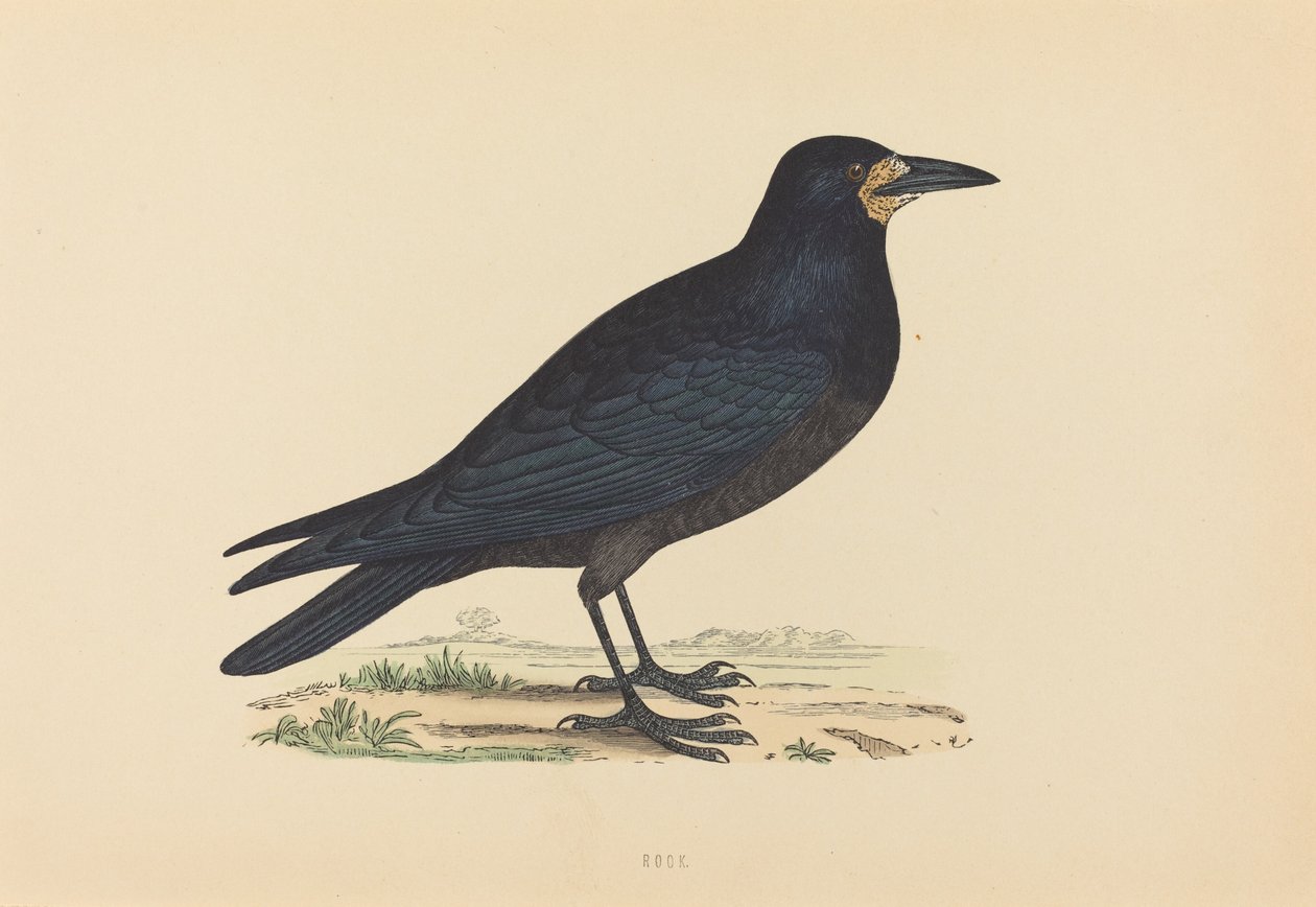 Rook tekijältä British 19th Century